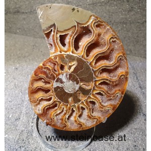 Ammonite Nr.1 - rechts